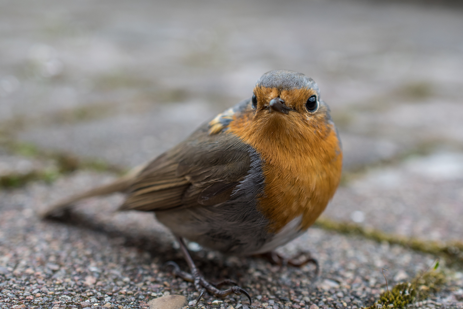 Rotkehlchen