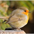 - Rotkehlchen 5 - ( Erithacus rubecula )