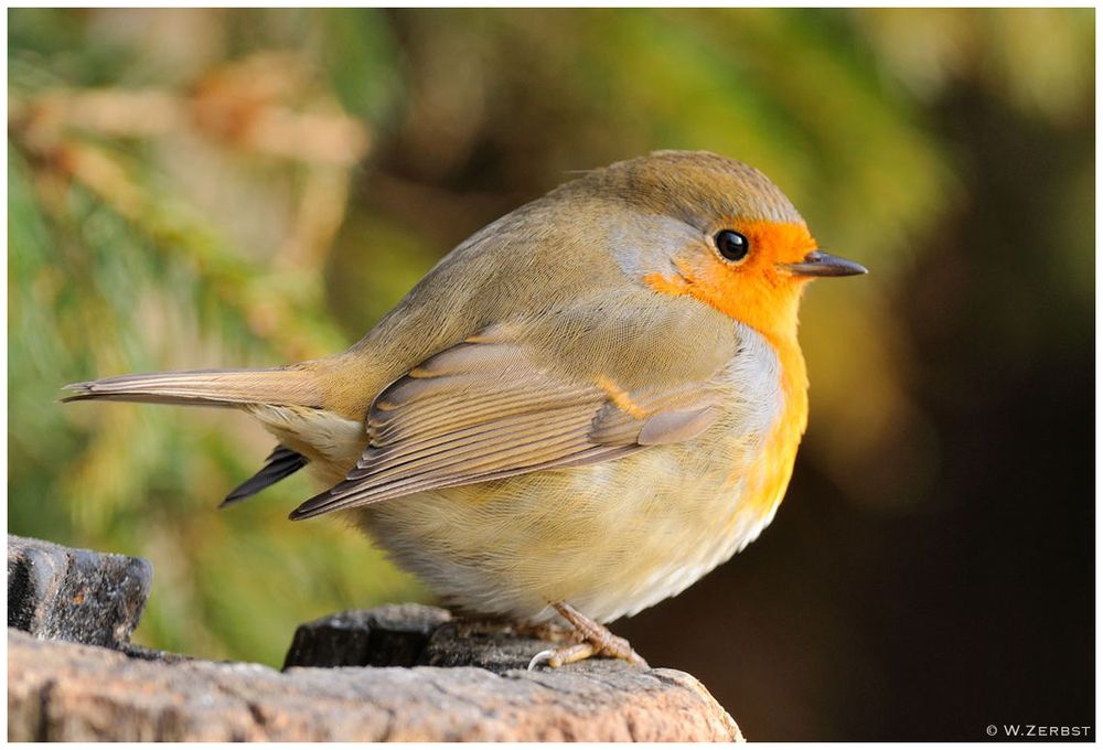 - Rotkehlchen 5 - ( Erithacus rubecula )