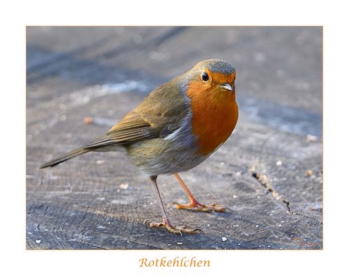 Rotkehlchen