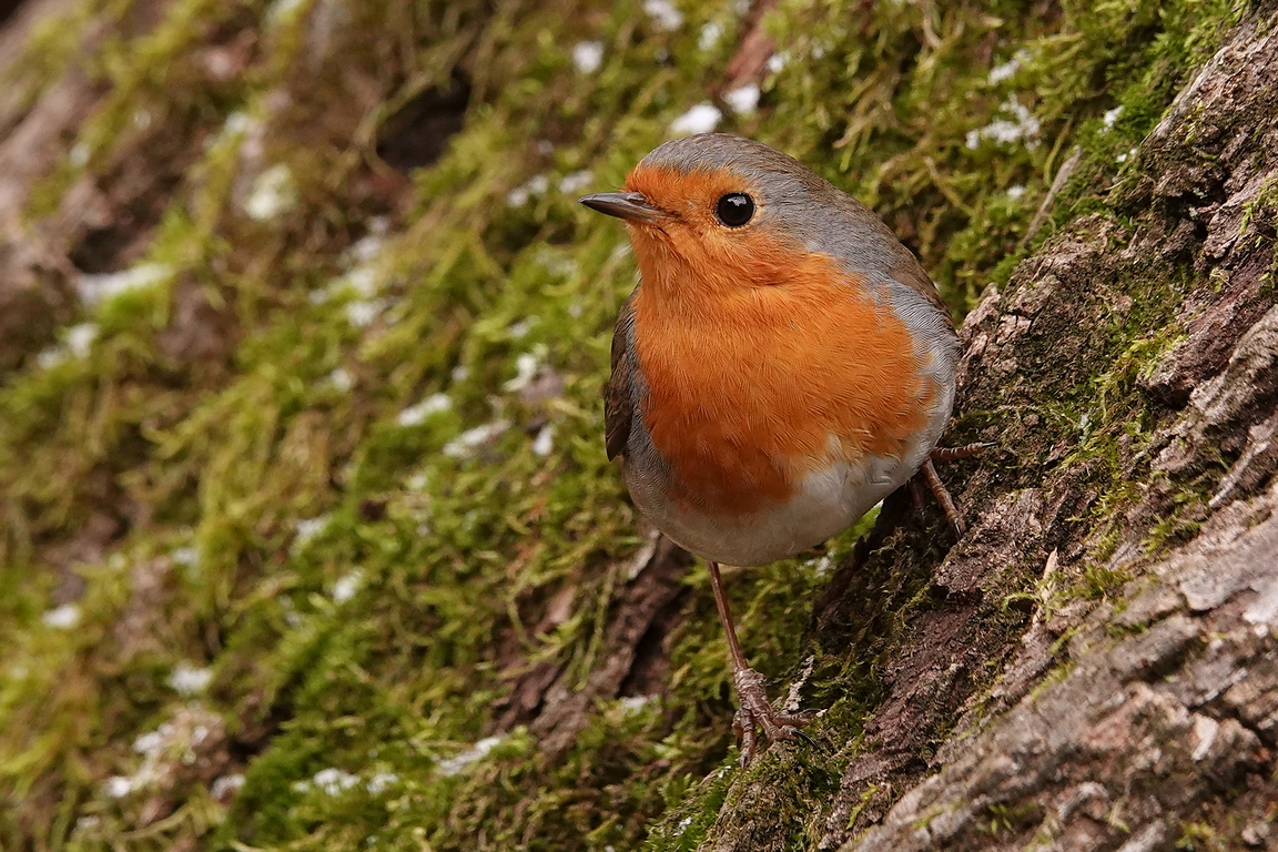 Rotkehlchen