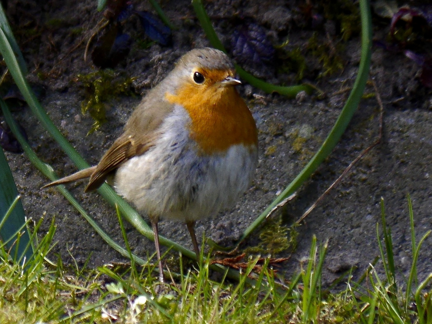 Rotkehlchen