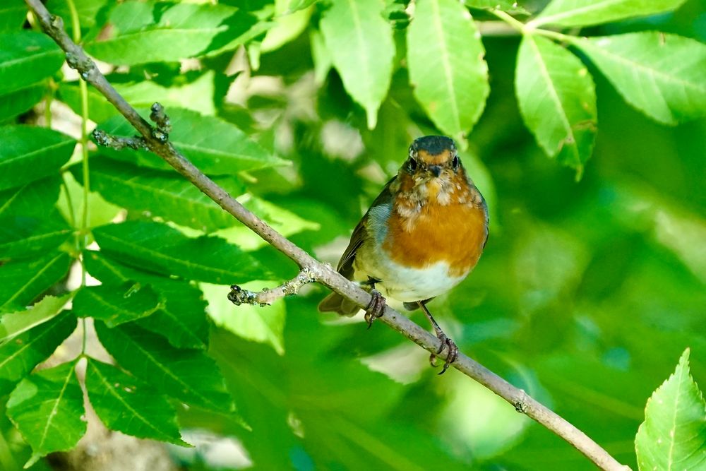 Rotkehlchen