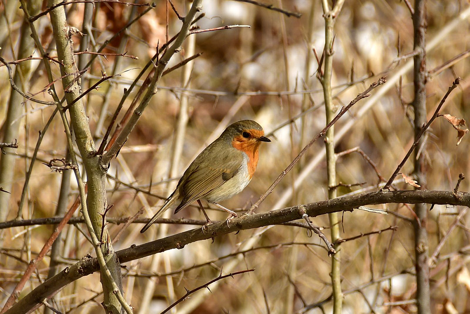 Rotkehlchen