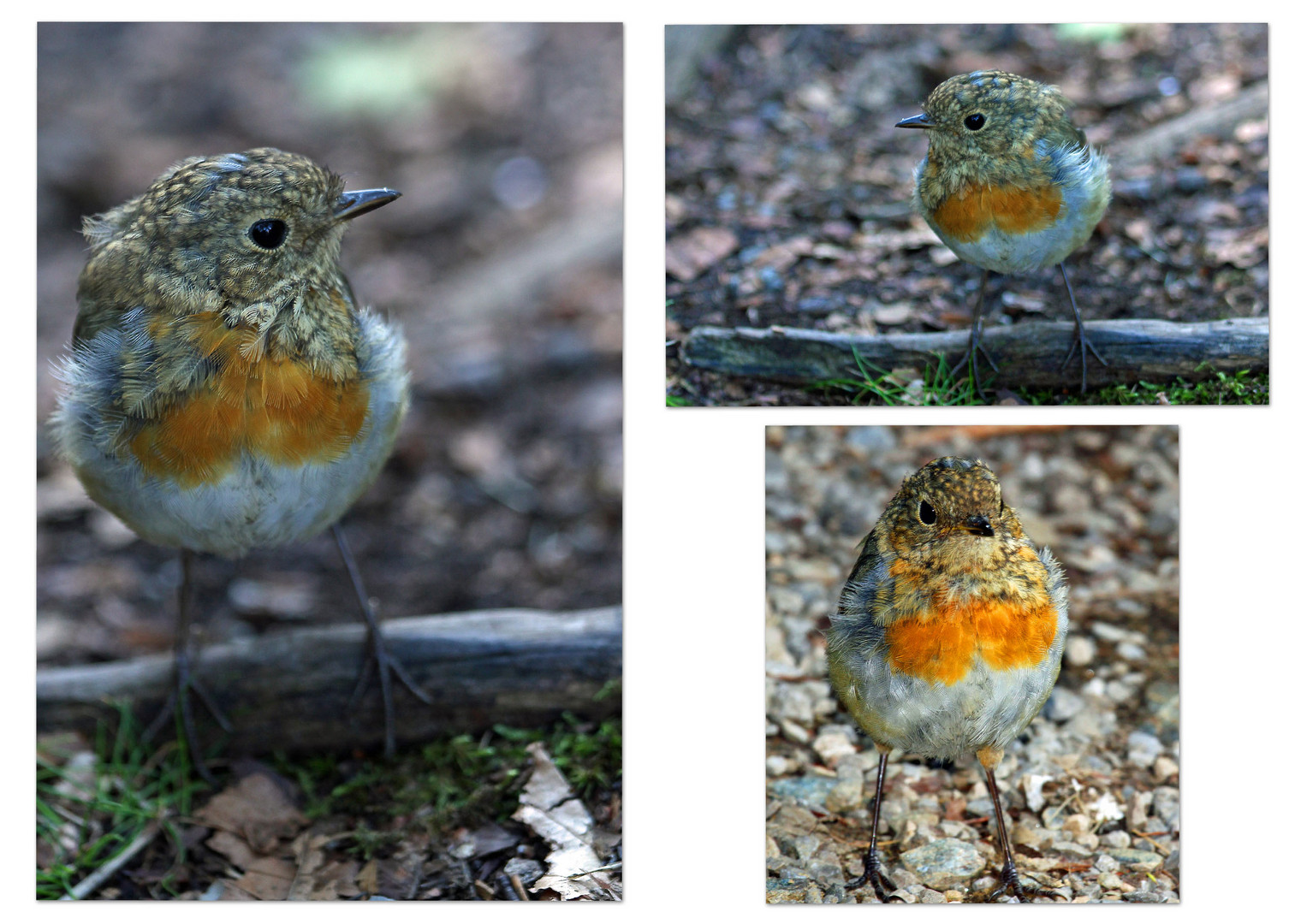 Rotkehlchen Foto & Bild tiere, wildlife, wild lebende vögel Bilder