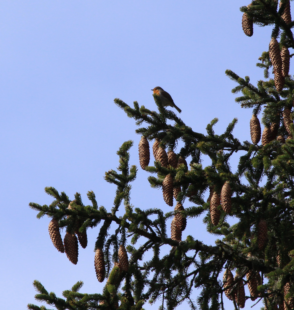 Rotkehlchen