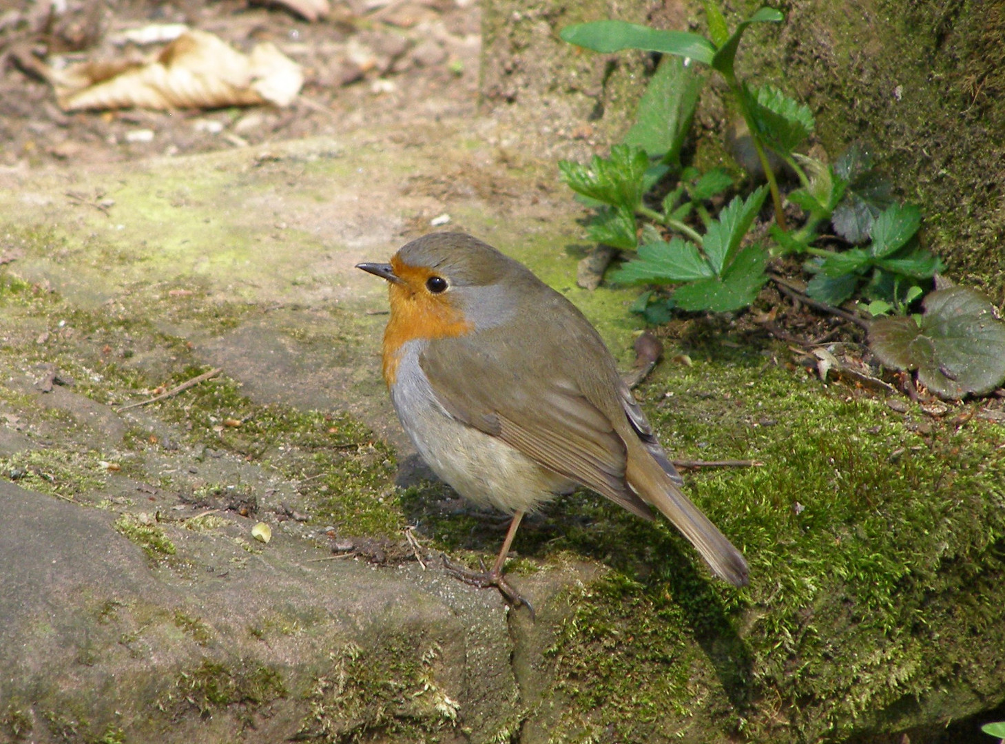 Rotkehlchen