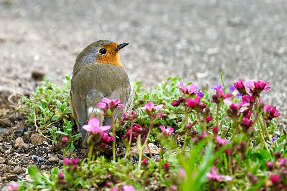 Rotkehlchen