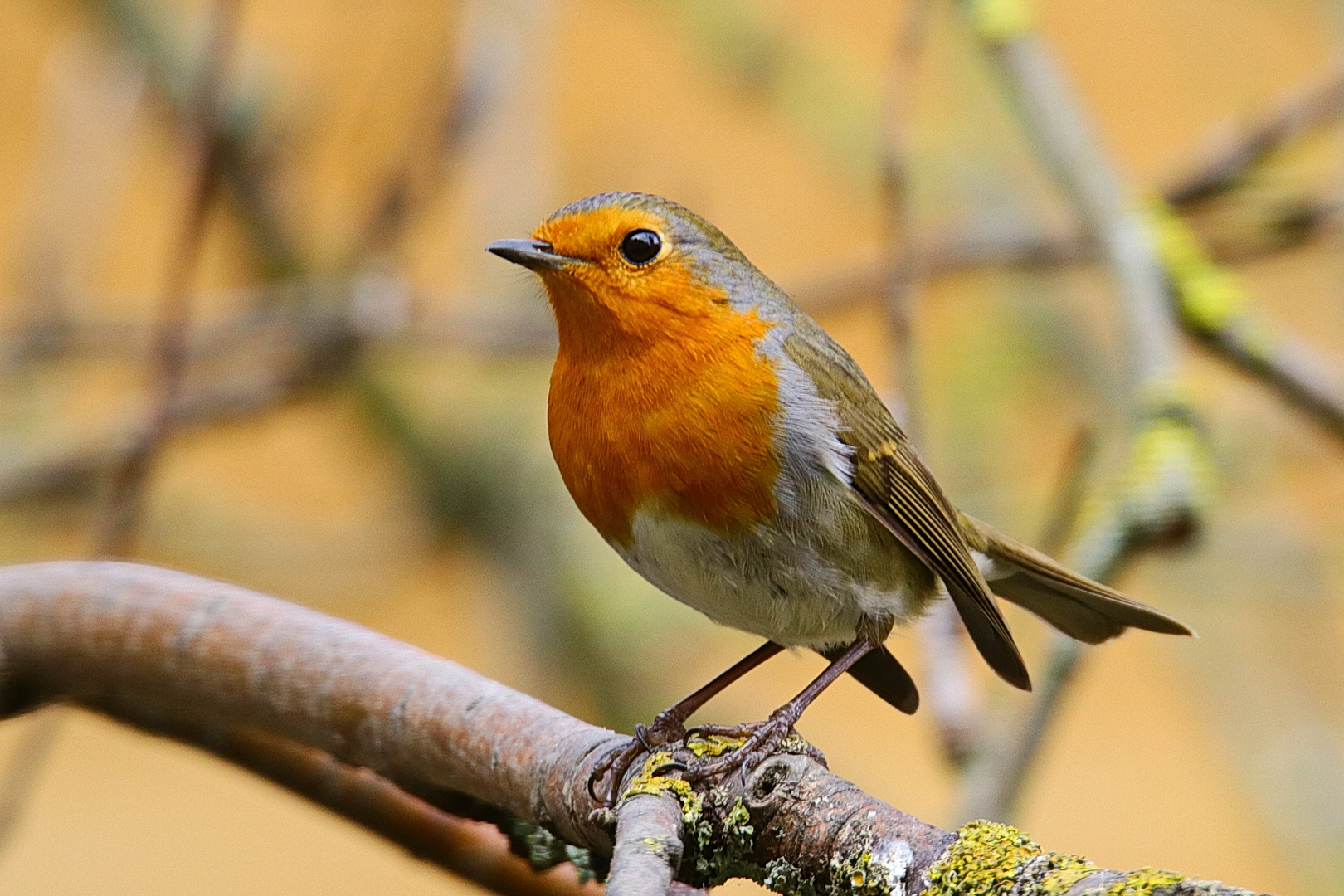 Rotkehlchen Foto & Bild tiere, wildlife, wild lebende vögel Bilder