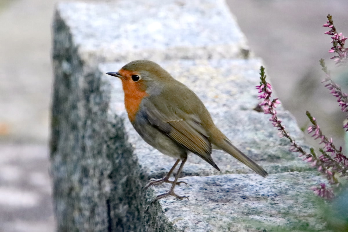 Rotkehlchen