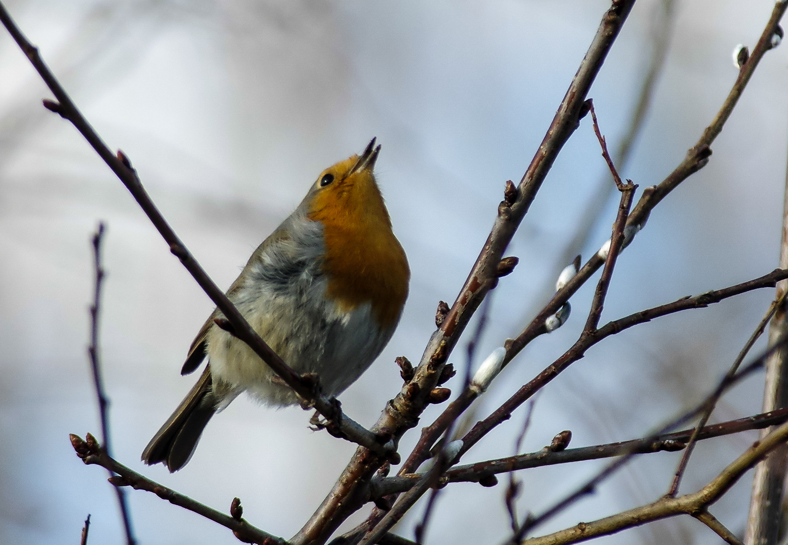 Rotkehlchen Foto & Bild tiere, wildlife, wild lebende vögel Bilder auf
