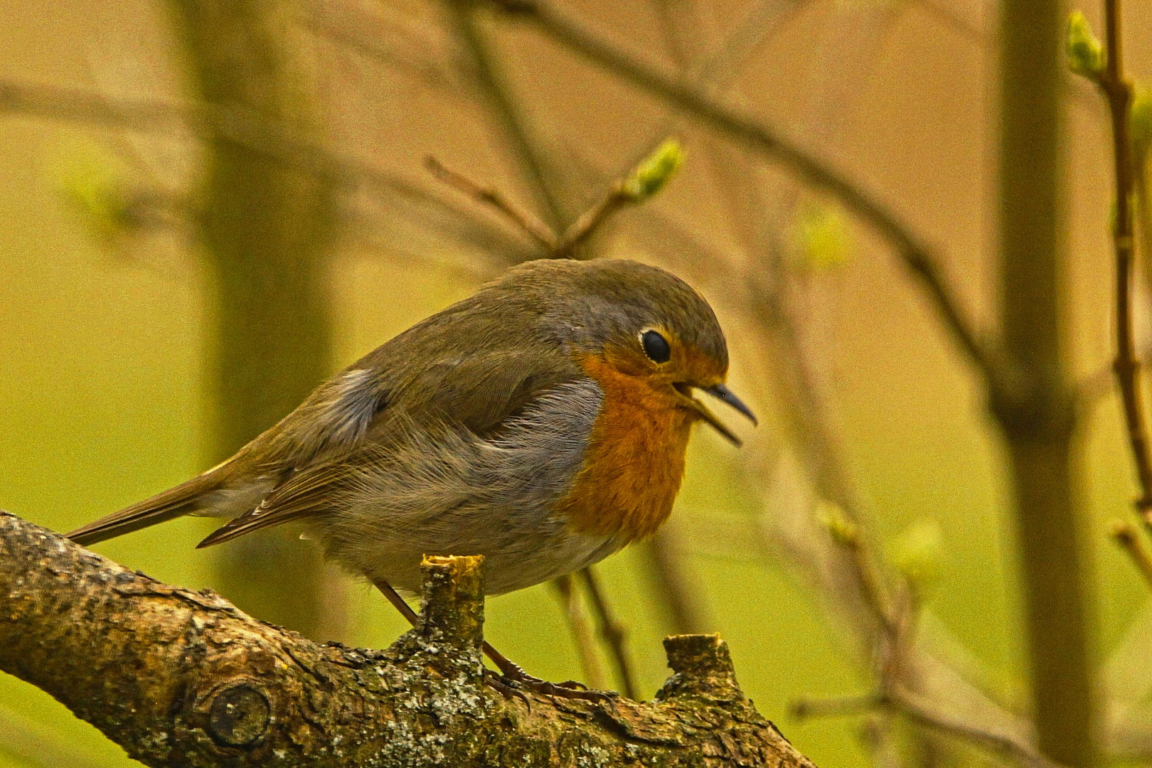 Rotkehlchen