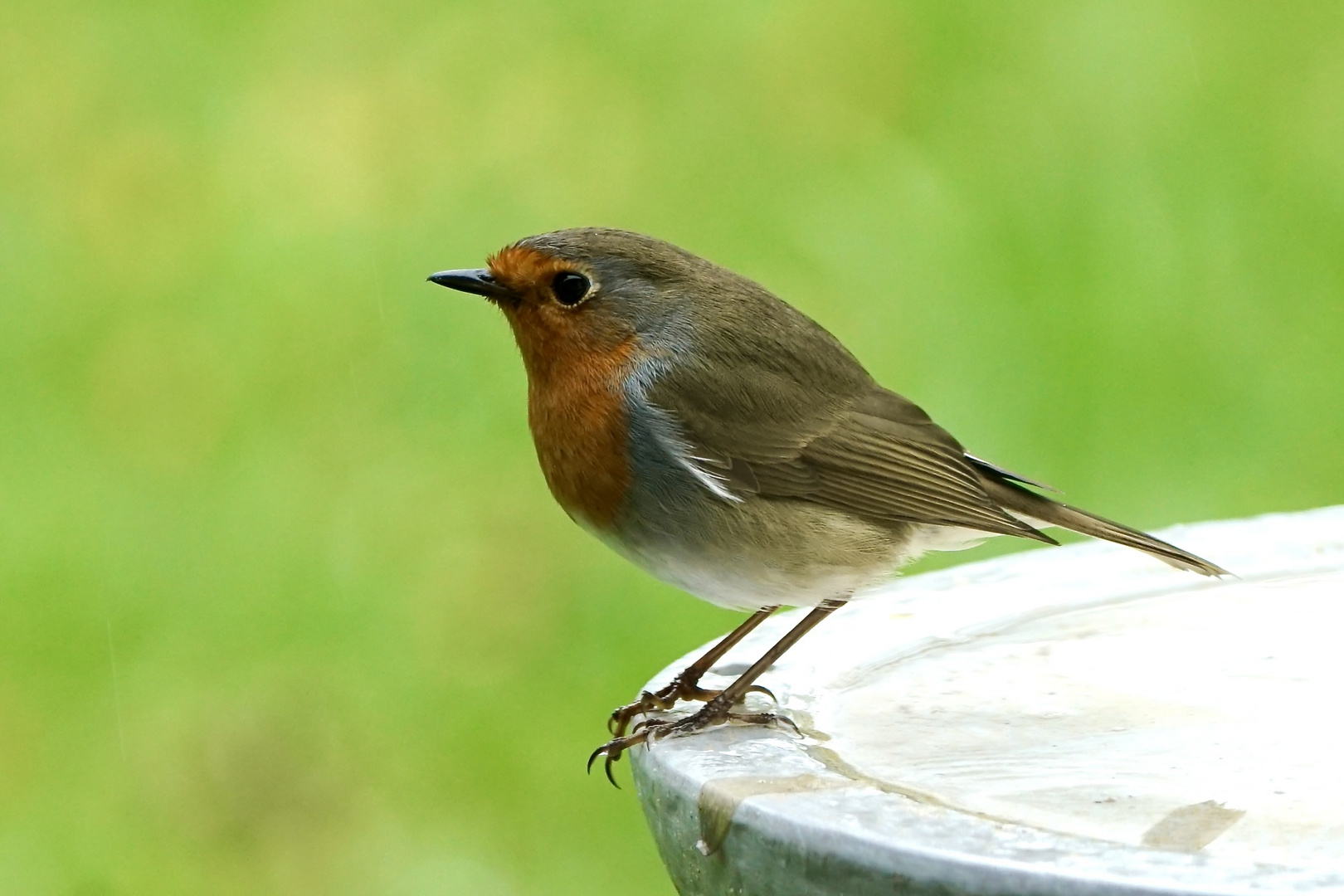 Rotkehlchen