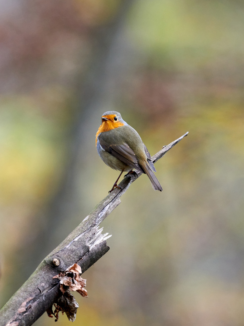 Rotkehlchen