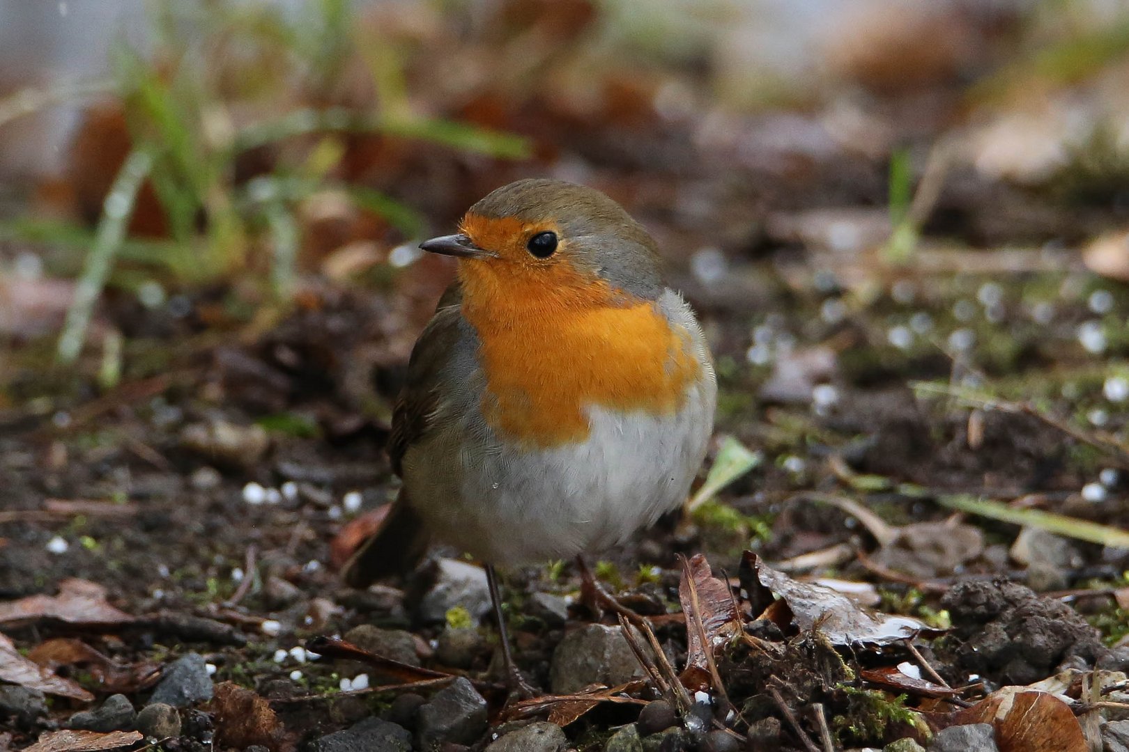 Rotkehlchen