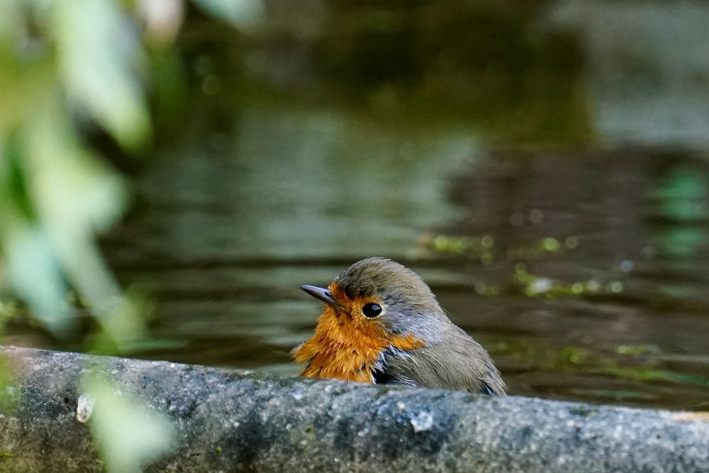 Rotkehlchen