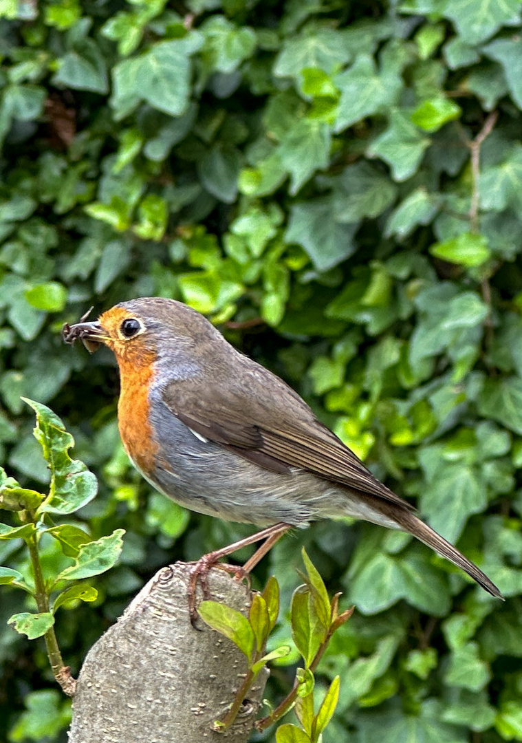 Rotkehlchen