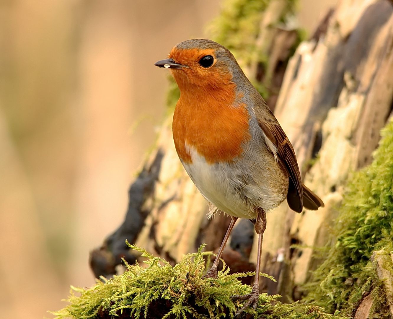 Rotkehlchen Foto & Bild tiere, wildlife, wild lebende vögel Bilder