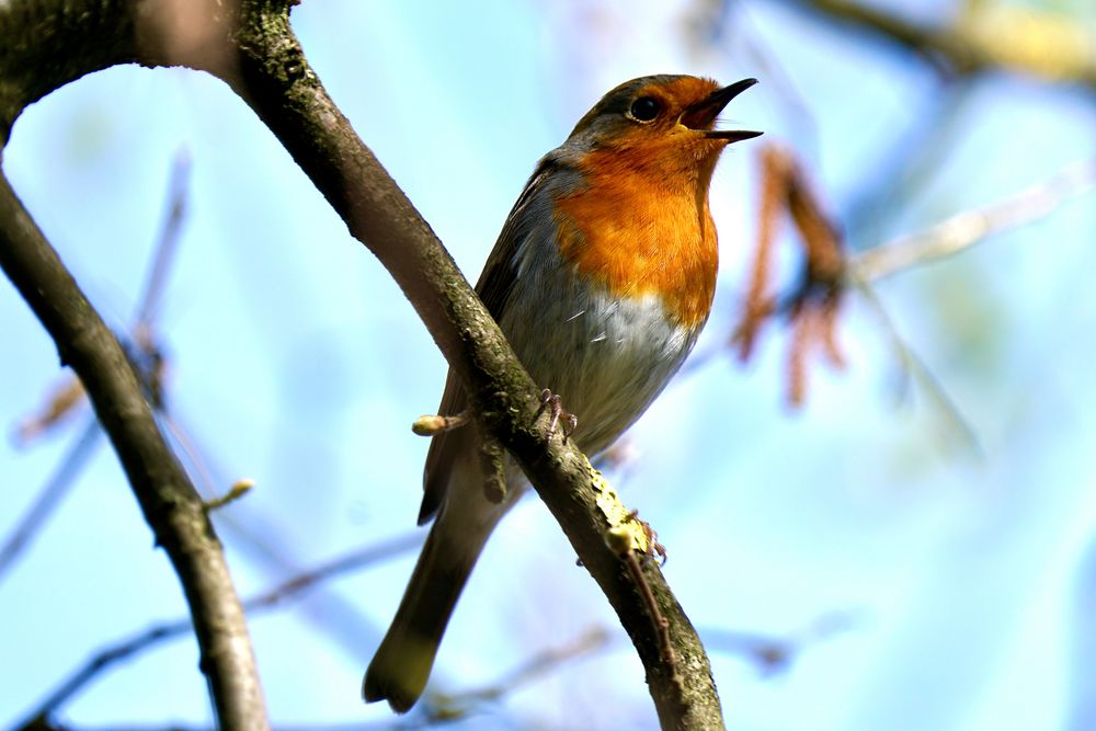 Rotkehlchen