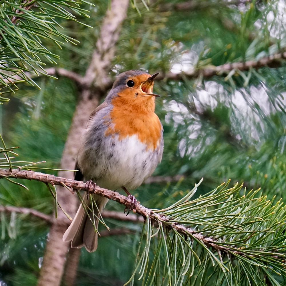 Rotkehlchen