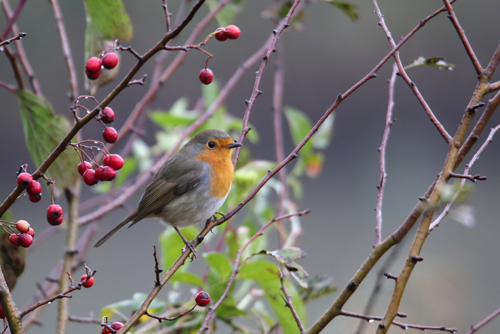Rotkehlchen Foto & Bild tiere, wildlife, wild lebende vögel Bilder auf