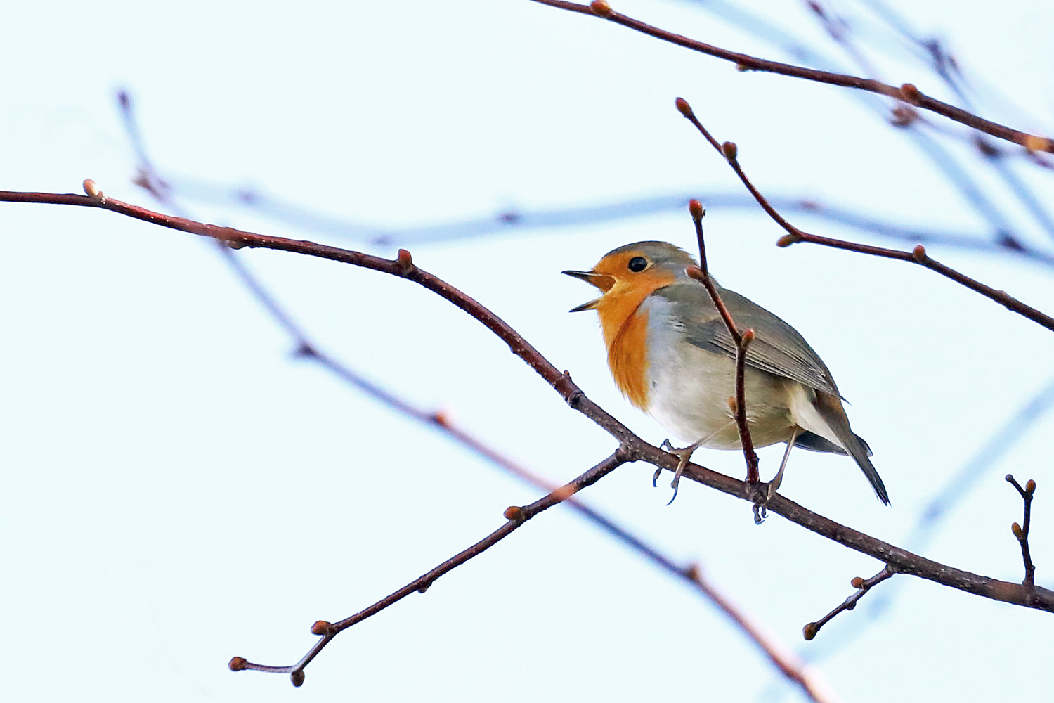 Rotkehlchen Foto & Bild fotos, wald, natur Bilder auf