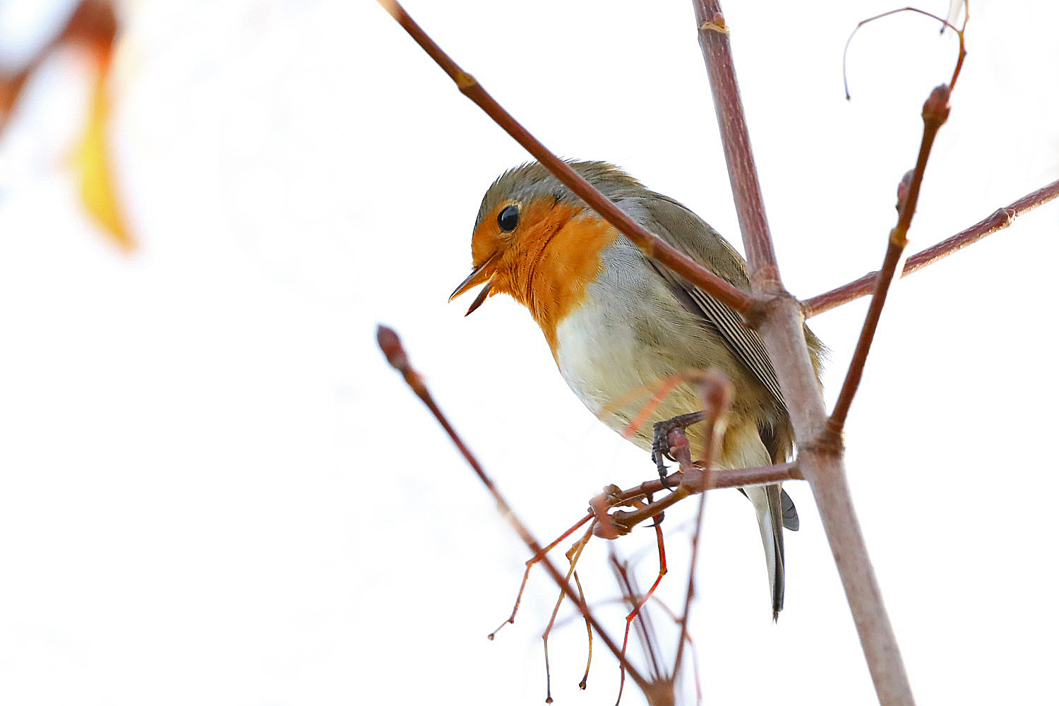Rotkehlchen Foto & Bild vögel, fotos, wald Bilder auf
