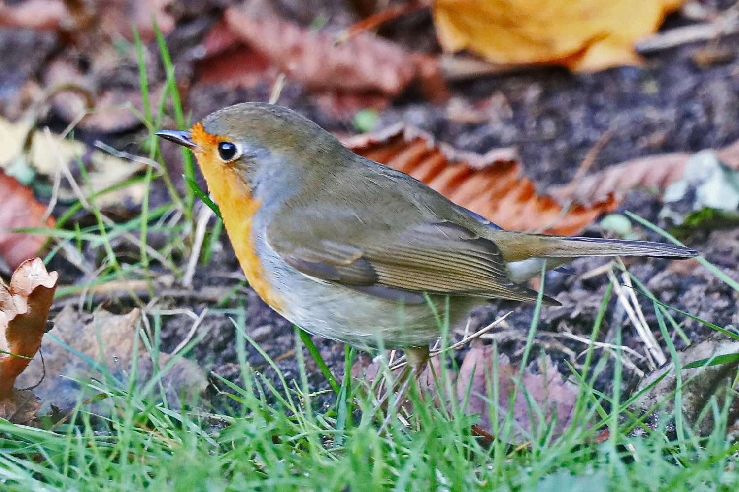 Rotkehlchen