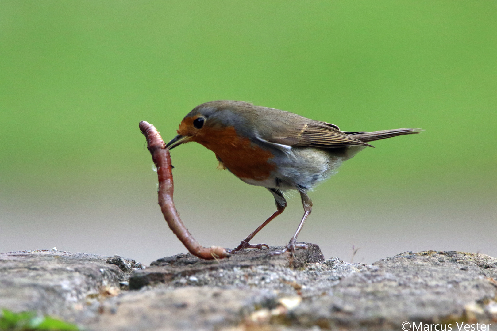 Rotkehlchen