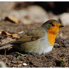 -- Rotkehlchen A - ( Erithacus rubecula )