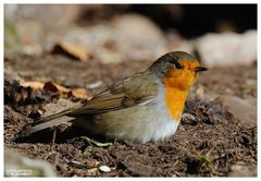 -- Rotkehlchen A - ( Erithacus rubecula )