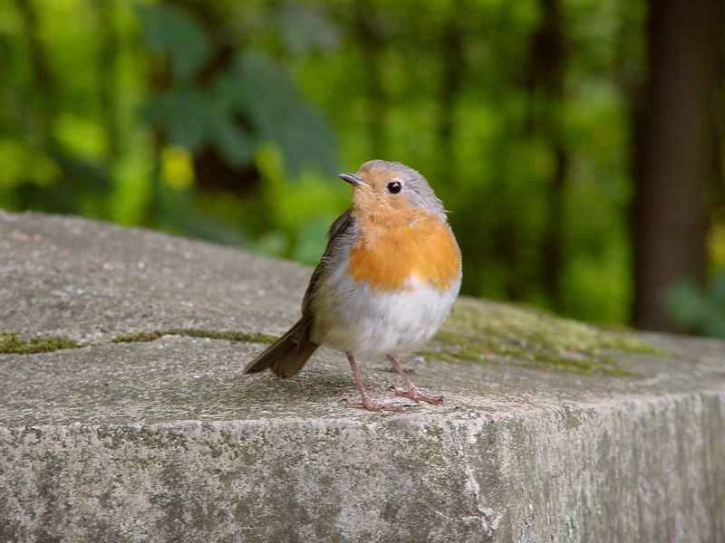 Rotkehlchen