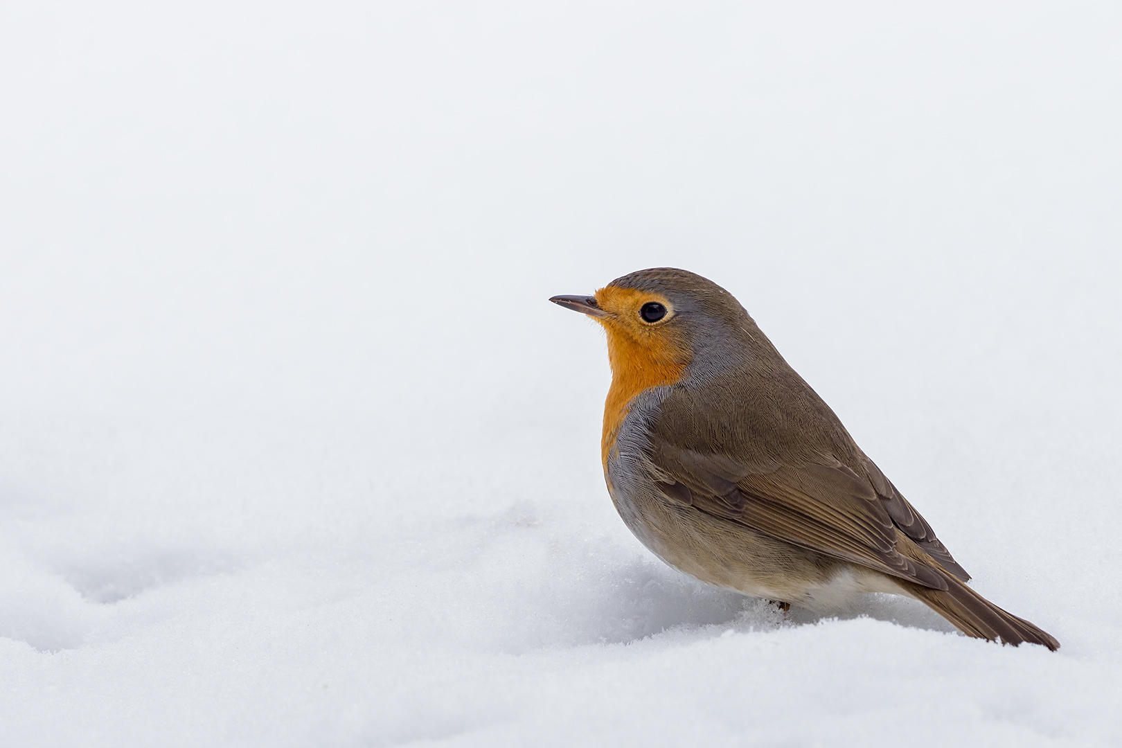 Rotkehlchen - am 1. März 2018 „Meteorologischen Frühlingsbeginn“