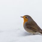 Rotkehlchen - am 1. März 2018 „Meteorologischen Frühlingsbeginn“