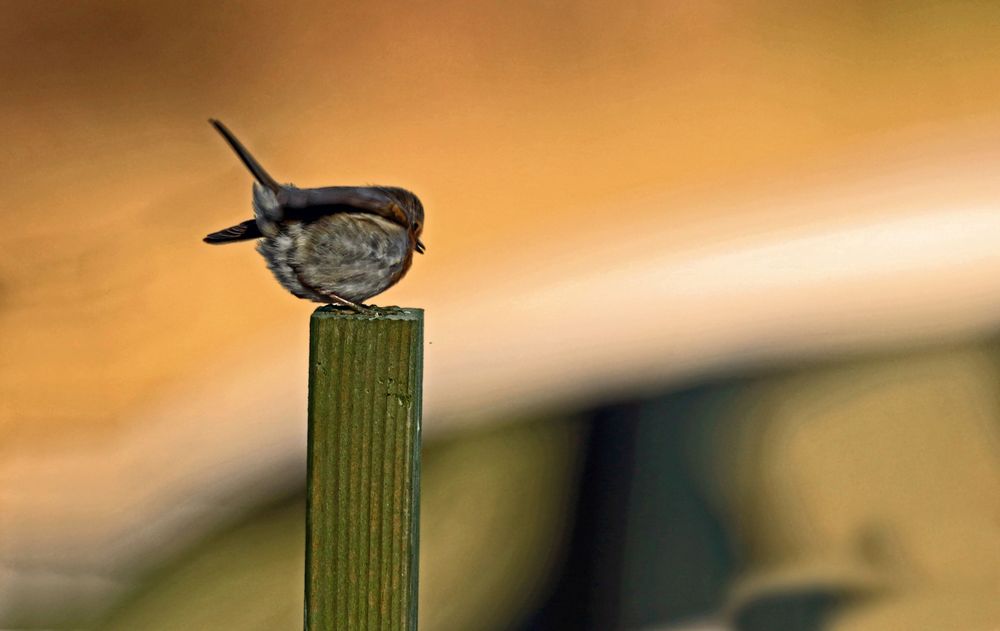 "Rotkehlchen am Abend" (Stimmungsbild)