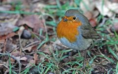 Rotkehlchen am Boden