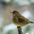 Rotkehlchen am Futterplatz im Winter