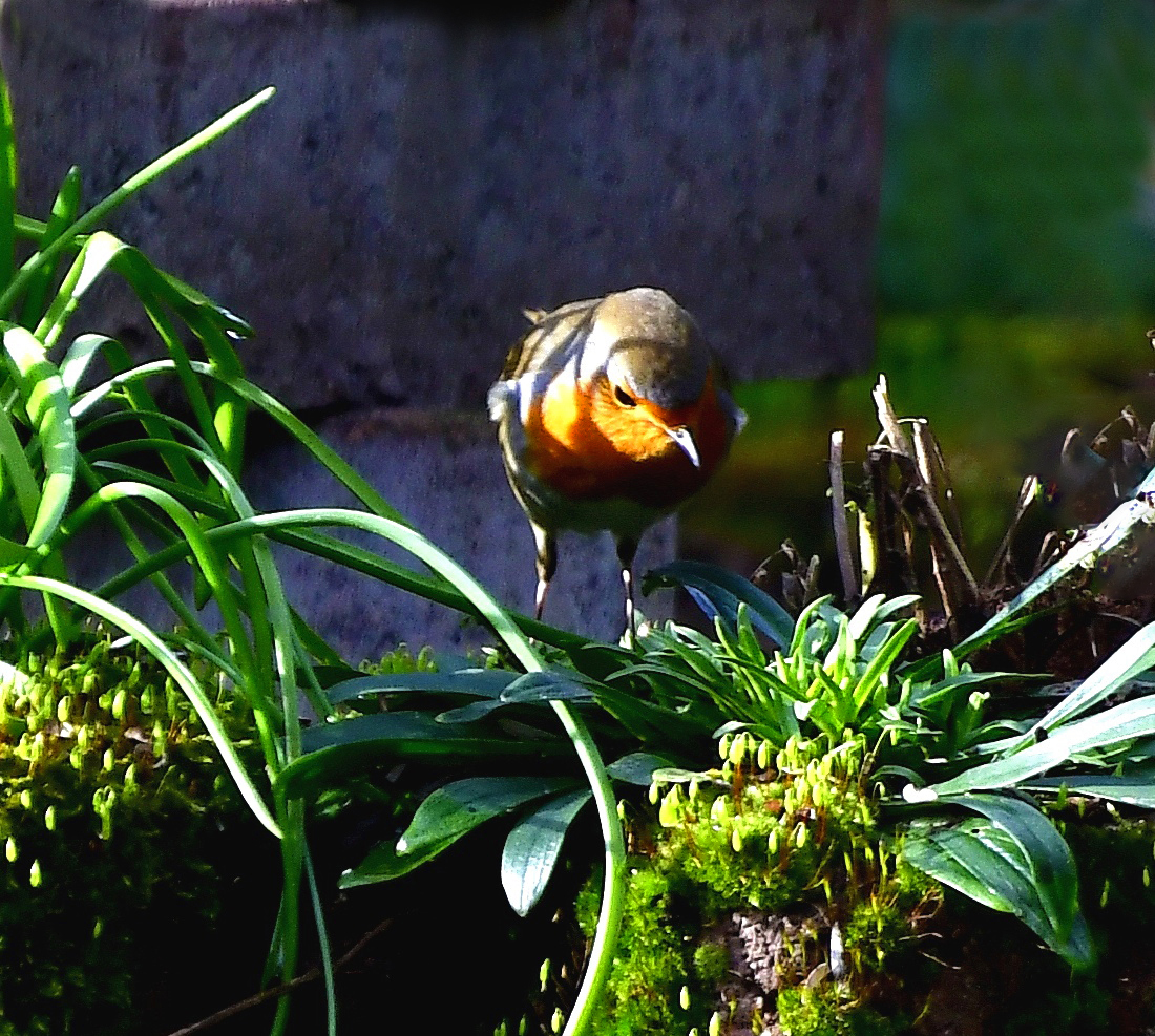 Rotkehlchen am Garten-Teich