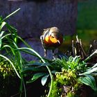 Rotkehlchen am Garten-Teich