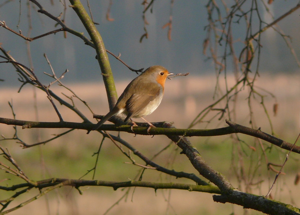 Rotkehlchen am Lüsekamp