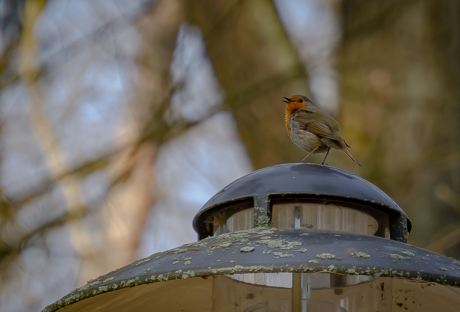 Rotkehlchen am Morgen