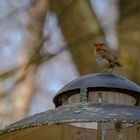 Rotkehlchen am Morgen