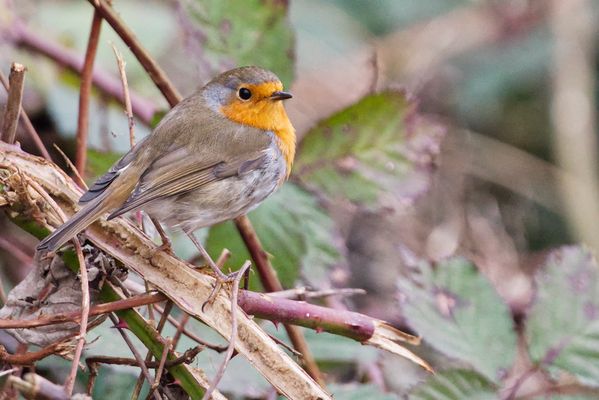 Rotkehlchen am Oberrhein