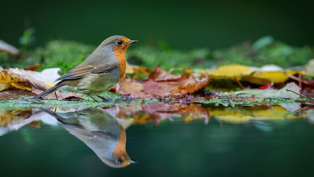 Rotkehlchen am Teich