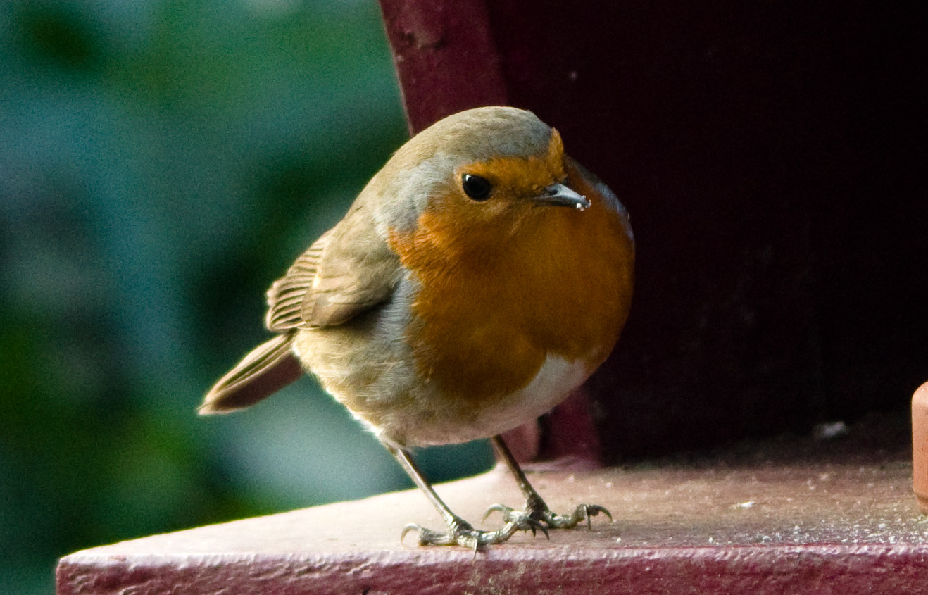 Rotkehlchen am Vogelhäuschen