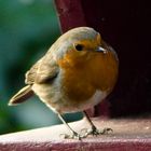 Rotkehlchen am Vogelhäuschen