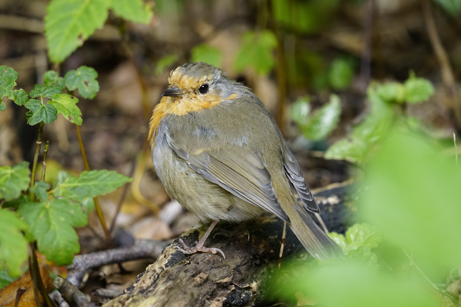 Rotkehlchen am Wegesrand