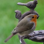 Rotkehlchen an der Vogeltränke