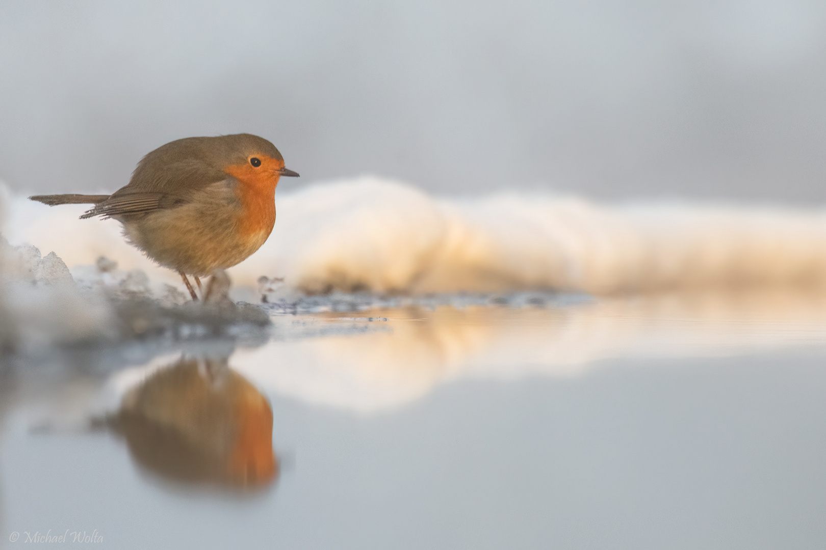 Rotkehlchen an der Wasserstelle