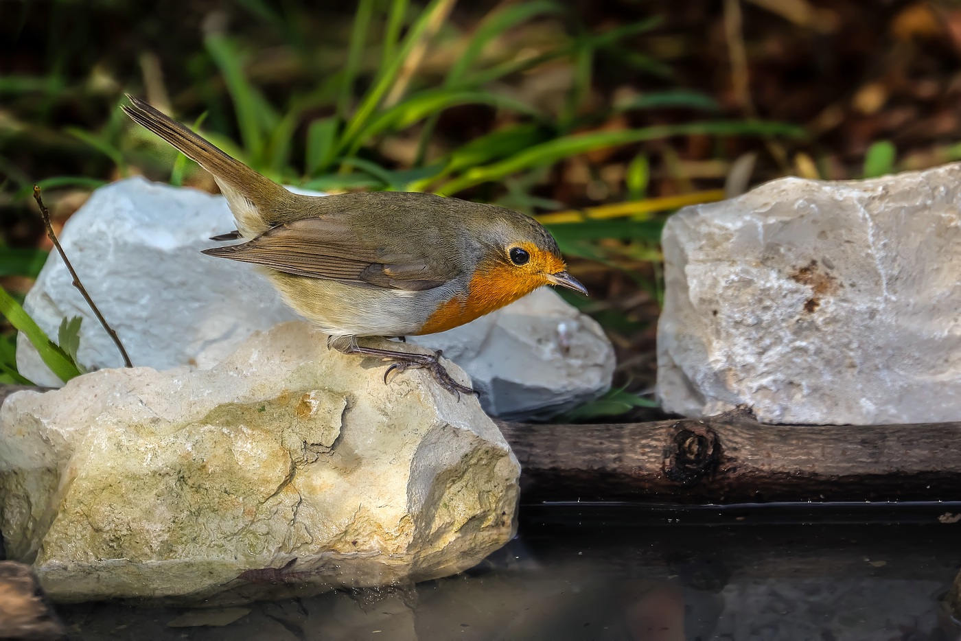 Rotkehlchen an der Wasserstelle